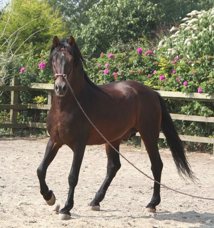 @Gazarp Stud - Gastador - PRE Stallion